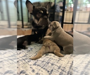 Mother of the French Bulldog puppies born on 09/11/2023