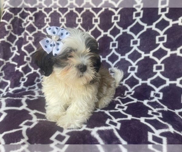 Medium Photo #12 Zuchon Puppy For Sale in LAKELAND, FL, USA