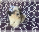 Small Photo #12 Zuchon Puppy For Sale in LAKELAND, FL, USA