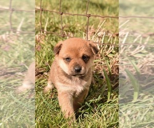 Shiba Inu Puppy for sale in GOSHEN, IN, USA