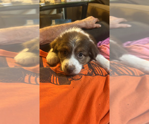 Australian Shepherd Puppy for sale in BROOKVILLE, IN, USA