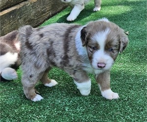 Australian Shepherd Puppy for sale in NELSON, VA, USA