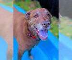 Small #3 Labrador Retriever Mix