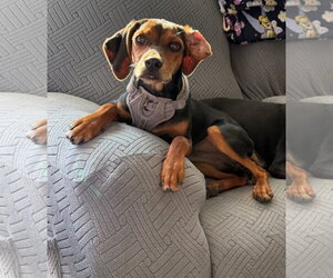 Doxle Dogs for adoption in Germantown, OH, USA