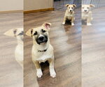 Small Photo #4 Shepradors Puppy For Sale in Princeton, MN, USA