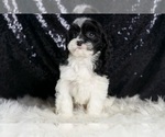 Small Photo #81 Cavapoo Puppy For Sale in WARSAW, IN, USA
