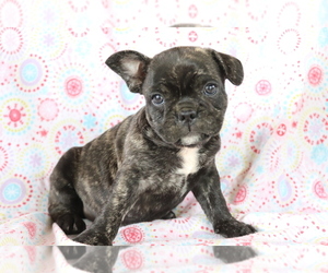 French Bulldog Puppy for sale in SHILOH, OH, USA