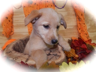 Borador Puppy for sale in HAMMOND, IN, USA