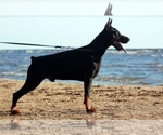 Small Photo #19 Doberman Pinscher Puppy For Sale in PALMDALE, CA, USA