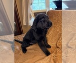 Small #23 Flat Coated Retriever