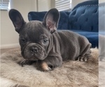 Small Photo #3 French Bulldog Puppy For Sale in SOUTHLAKE, TX, USA