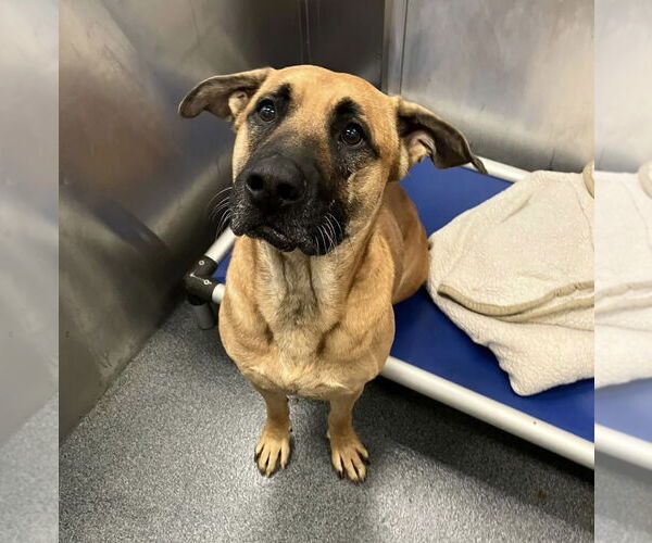 Medium Photo #3 Mutt Puppy For Sale in Royse City, TX, USA