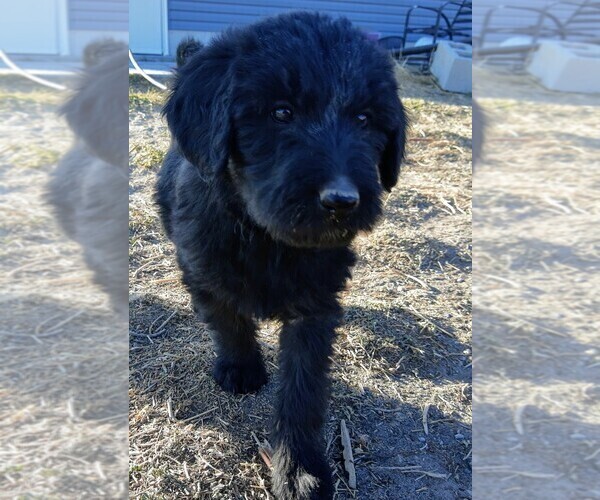 Medium Photo #20 Shepadoodle Puppy For Sale in FOUNTAIN, CO, USA