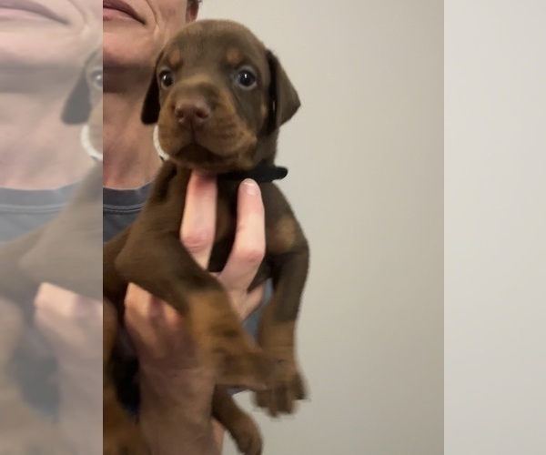 Medium Photo #3 Doberman Pinscher Puppy For Sale in MACOMB TOWNSHIP, MI, USA