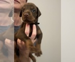 Small Photo #3 Doberman Pinscher Puppy For Sale in MACOMB TOWNSHIP, MI, USA