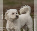 Small #4 Poodle (Toy) Mix