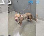 Small Mutt