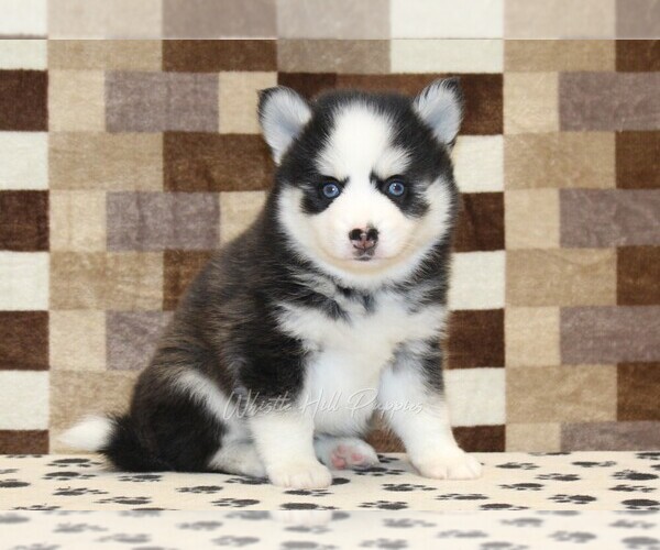 Medium Photo #4 Pomsky Puppy For Sale in DENVER, PA, USA