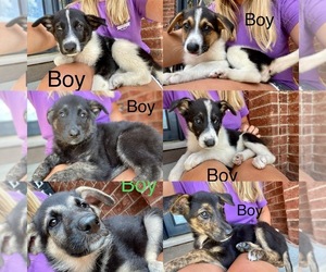 Collie-German Shepherd Dog Mix Dog for Adoption in ARMADA, Michigan USA