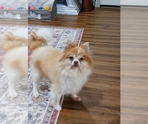 Pomeranian Dogs for adoption in Gulfport, MI, USA