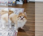 Small Pomeranian
