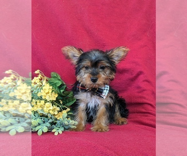 Medium Photo #2 Yorkshire Terrier Puppy For Sale in LINCOLN UNIVERSITY, PA, USA