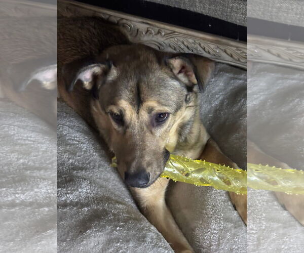 Medium Photo #2 German Shepherd Dog-Unknown Mix Puppy For Sale in Grafton, WI, USA