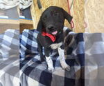 Small #2 Mutt