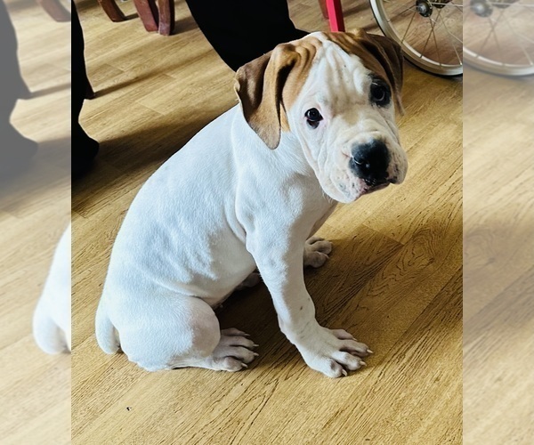 Medium Photo #11 Boxer Puppy For Sale in MURRIETA, CA, USA