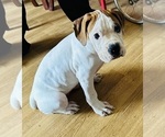 Small Photo #11 Boxer Puppy For Sale in MURRIETA, CA, USA