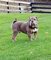 Father of the Olde English Bulldogge puppies born on 05/28/2018