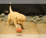 Puppy Frosty Golden Retriever