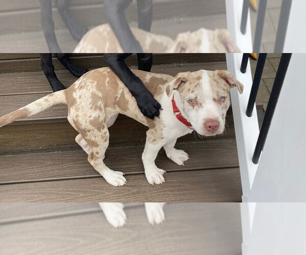 Medium Photo #5 Catahoula Leopard Dog-Labrador Retriever Mix Puppy For Sale in New York, NY, USA