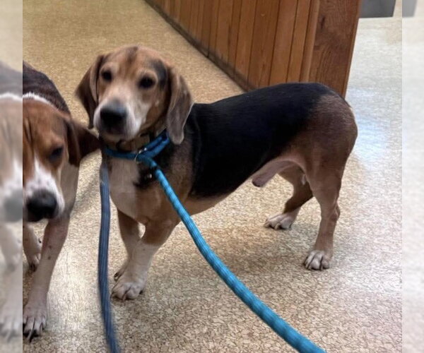 Medium Photo #3 Bagle Hound Puppy For Sale in Brookville, OH, USA
