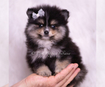 Small Photo #12 Pomeranian Puppy For Sale in WARSAW, IN, USA