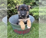 Delaney - Female German Shepherd Dog Puppy for Sale - Photo #3