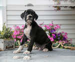 Puppy Spike Boxer