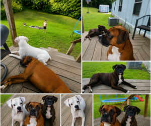 Boxer Puppy for sale in MOREHEAD, KY, USA