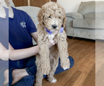Small #2 Goldendoodle (Miniature)