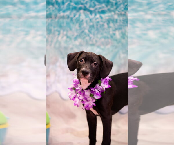 Medium Photo #1 Beagle-Unknown Mix Puppy For Sale in Pottstown, PA, USA