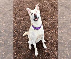 Labrador Retriever-Unknown Mix Dogs for adoption in Denver, CO, USA