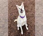 GRETCHEN - Female Labrador Retriever-Unknown Mix Dog for Adoption - Small photo