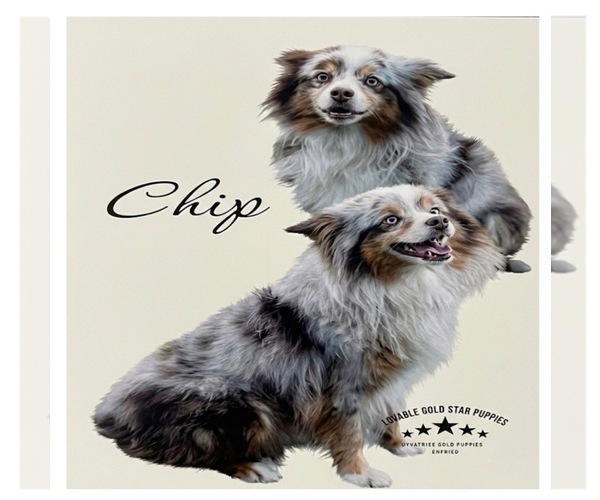 Medium Photo #1 Aussiedoodle Miniature  Puppy For Sale in ACWORTH, GA, USA