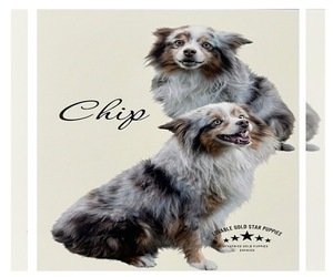 Father of the Aussiedoodle Miniature  puppies born on 10/10/2025