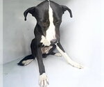 A662833 - Male Border Collie-Greyhound Mix Dog for Adoption - Small photo