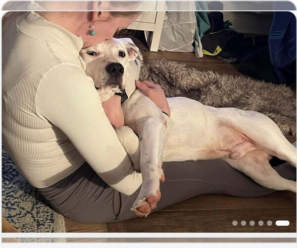 Medium Photo #4 Argentinian Mastiff-Unknown Mix Puppy For Sale in Oakhurst, NJ, USA