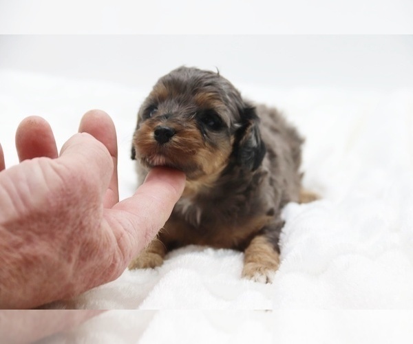 Medium Photo #41 Cockapoo Puppy For Sale in RIPLEY, TN, USA