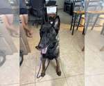 Small #6 German Shepherd Dog Mix
