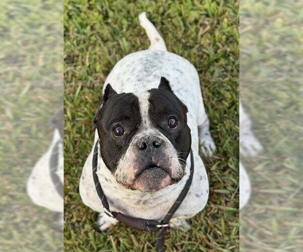 Medium Photo #2 Bulldog-Unknown Mix Puppy For Sale in Fort Lauderdale, FL, USA