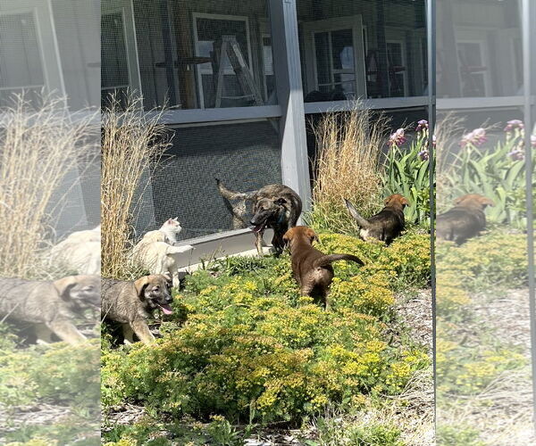 Medium Photo #3 Dutch Shepherd -Unknown Mix Puppy For Sale in Estherville, IA, USA